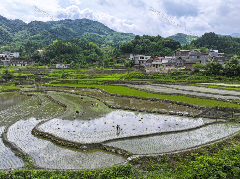 小满  农事  翻耕农田  管护农作物  起秧  插秧