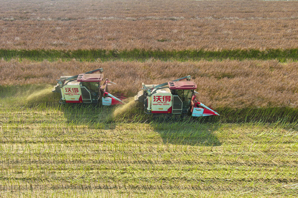 油菜  抢收  农业   经济   农民  高标准农田  村民  菜籽   农机  晴朗