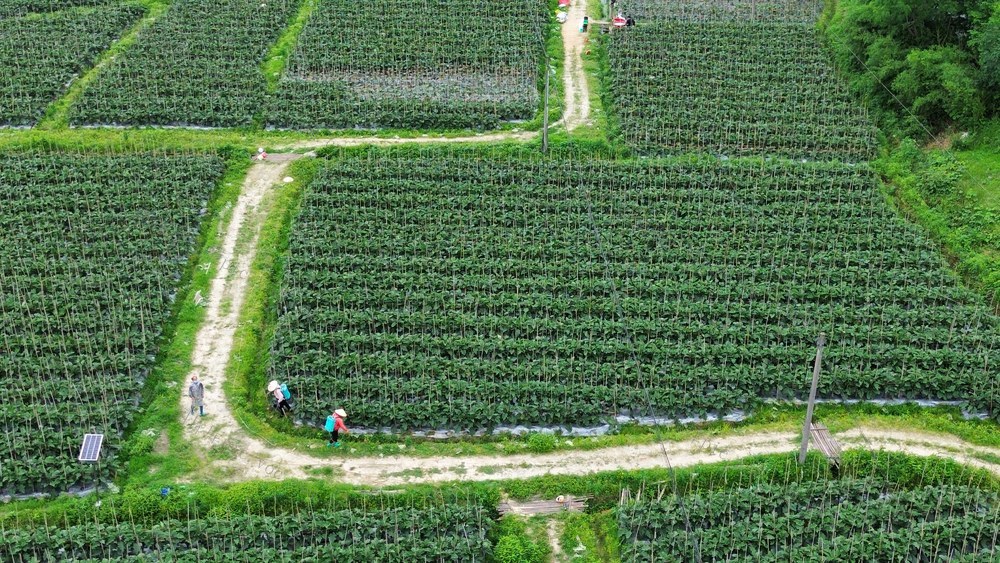 通道 溪口 联团 红茄