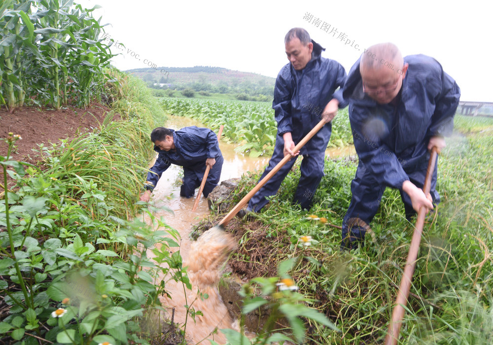 嘉禾：排洪除险  生产自救