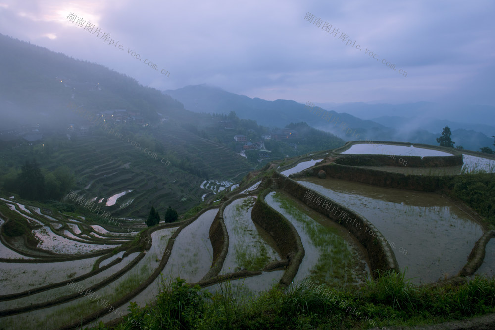 农业   梯田  云雾