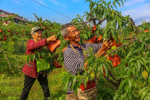 黄桃   套袋  丰产丰收