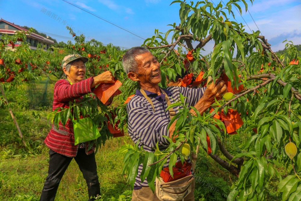 黄桃   套袋  丰产丰收