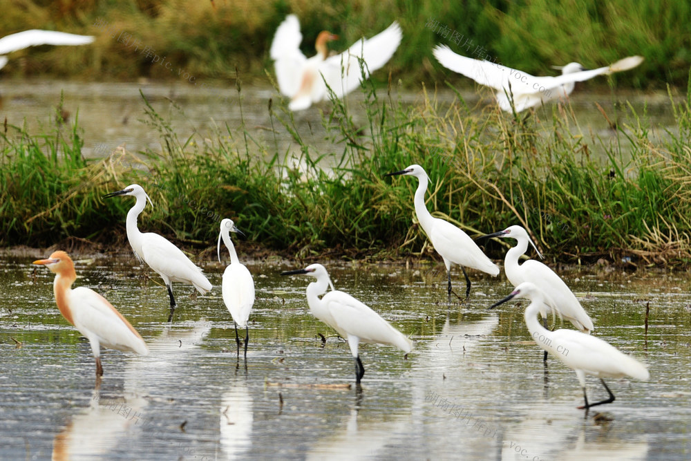 嘉禾：国际生物多样性日：钟水河畔白鹭欢