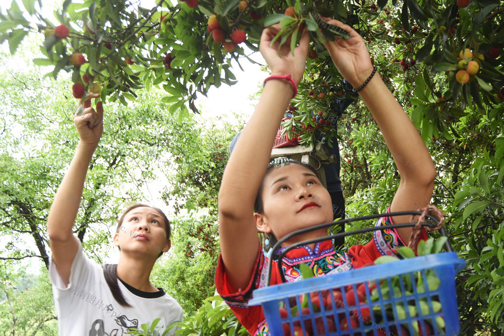 嘉禾：杨梅熟了