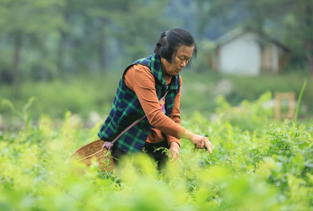 莓茶 夏季 采收 张家界
