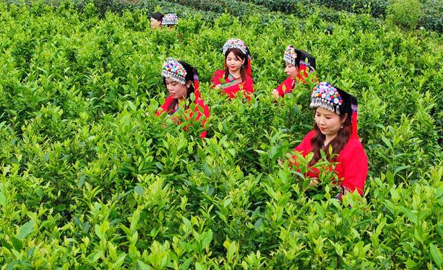 湖南  常宁  夏茶  采摘
