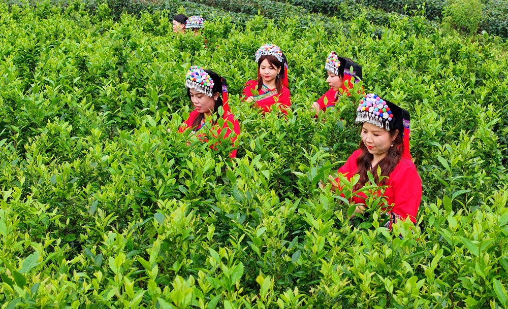 湖南  常宁  夏茶  采摘