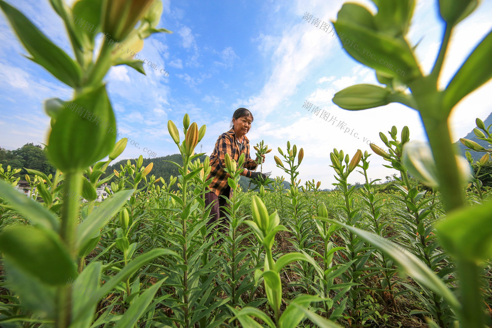 湖南，湘西，鲜花，百合花，增收，新农村，产业，人居环境，乡村振兴