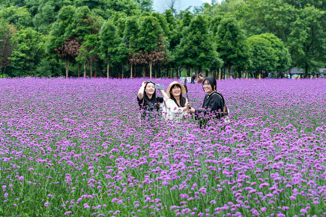 乡村旅游  夏季  花海 浪漫  网红打卡地