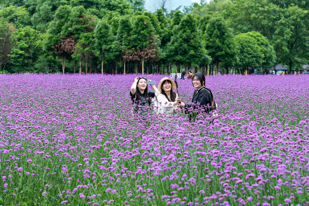 乡村旅游  夏季  花海 浪漫  网红打卡地