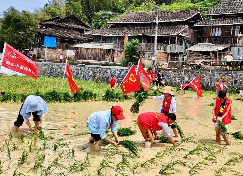 “侗乡小雷锋”田间助农插秧忙
