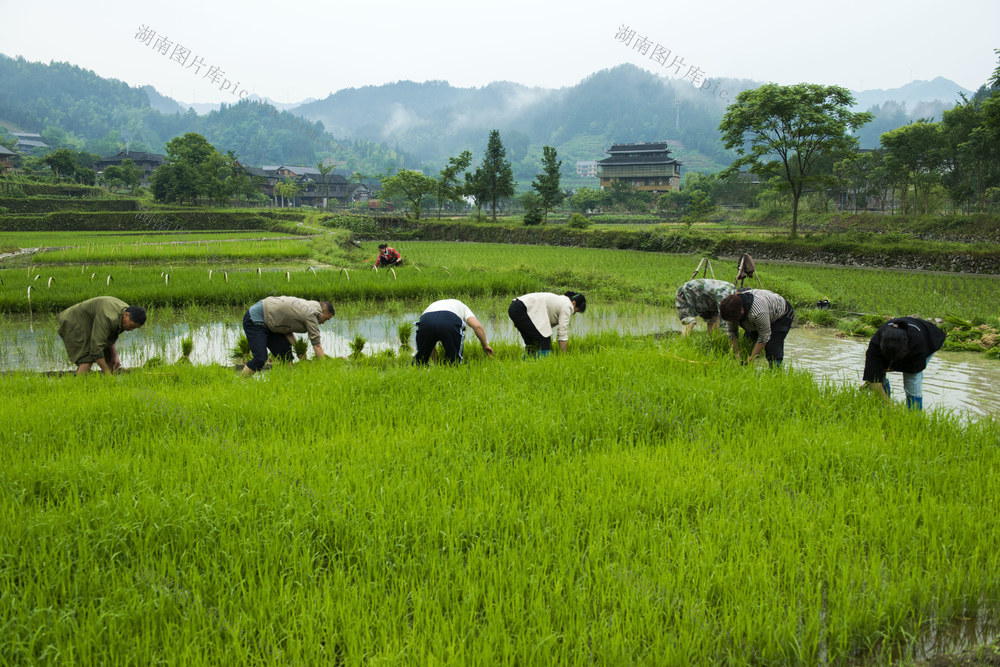 水稻  插秧
