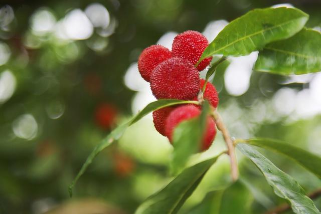 金甲园  杨梅  熟