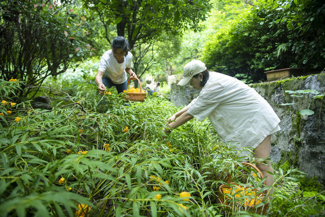 涟源 石斛花 游客 乡村振兴 休闲旅游