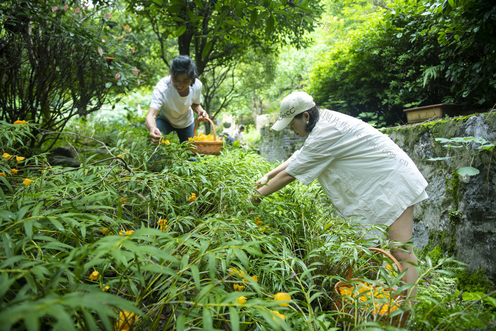 涟源 石斛花 游客 乡村振兴 休闲旅游