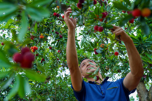杨梅上市  三农  初夏  乡村振兴