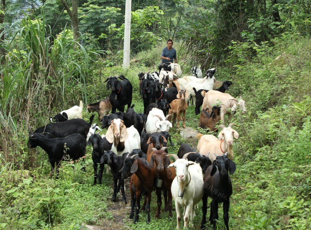   生态养羊   促农增收