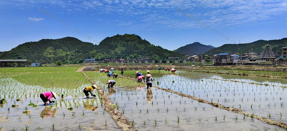 通道 乡村 村民 抢 时节插水稻 田间 忙碌 景象  