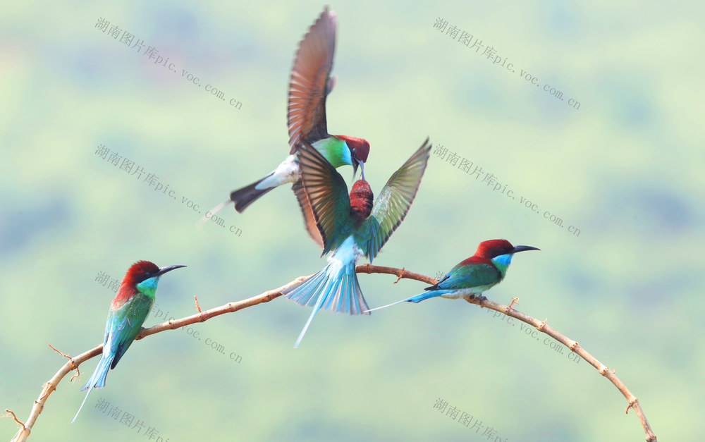 蓝喉 蜂虎 生态 自然 