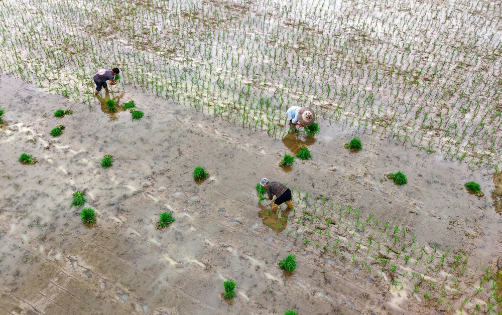 中稻 移插 田间  农民  劳作