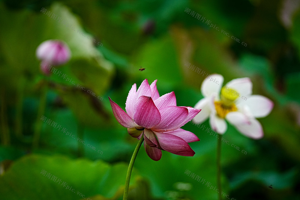 荷花，屈原管理区，初夏