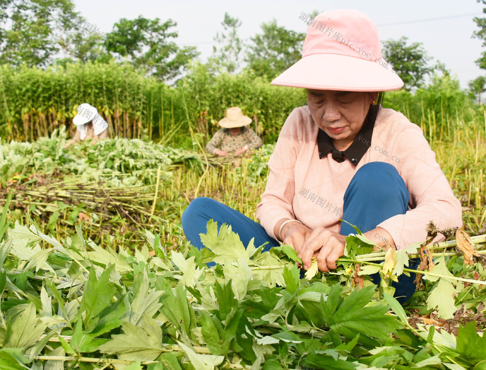 端午节  消费习俗  艾蒿  菖蒲