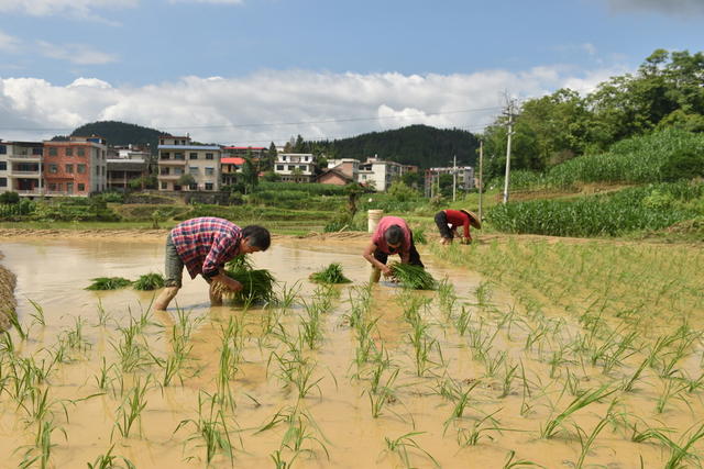 抢抓时节 移栽秧苗