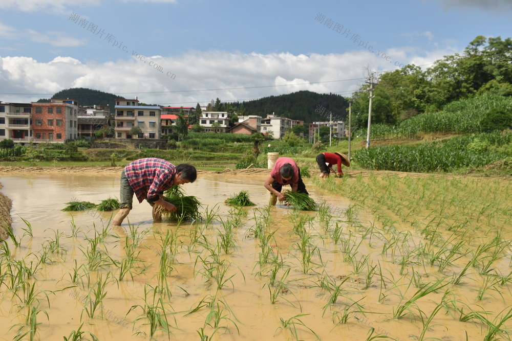 抢抓时节 移栽秧苗