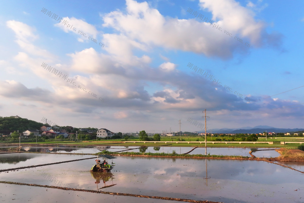 三夏 时节 农忙 插秧