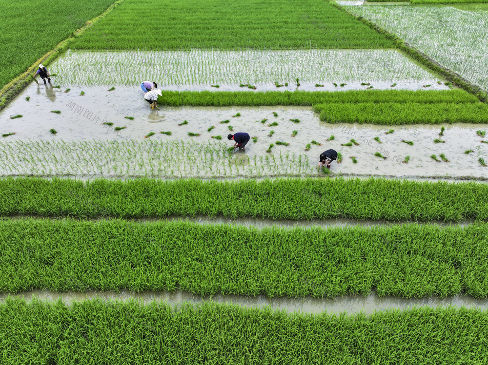 插秧  农忙  中稻