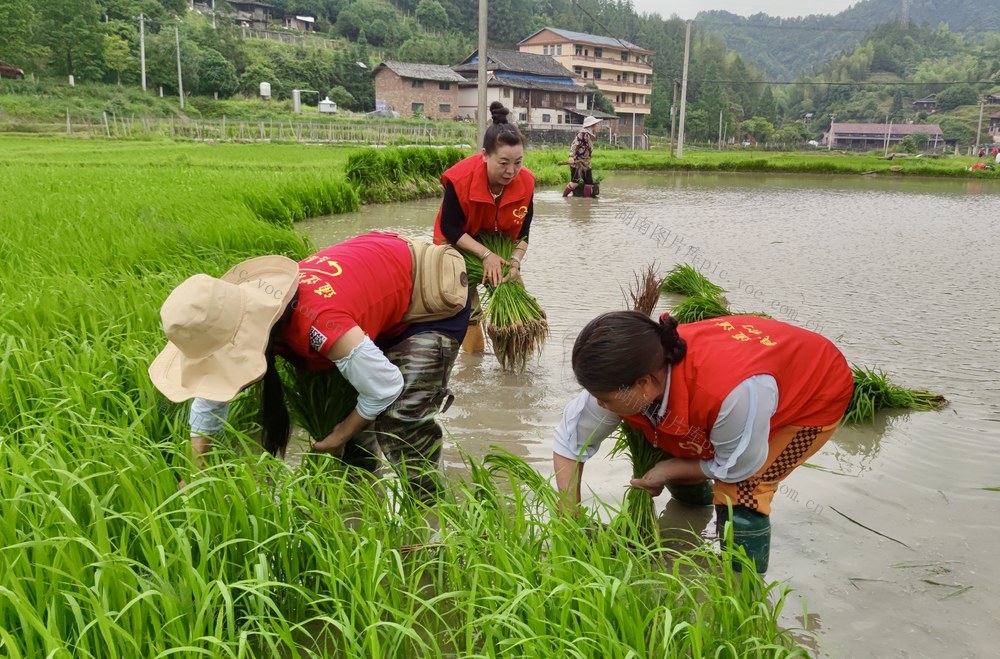 志愿红“绣”出田园绿
