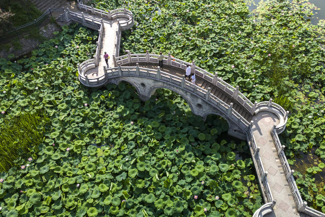 娄底 荷花 游人 初夏