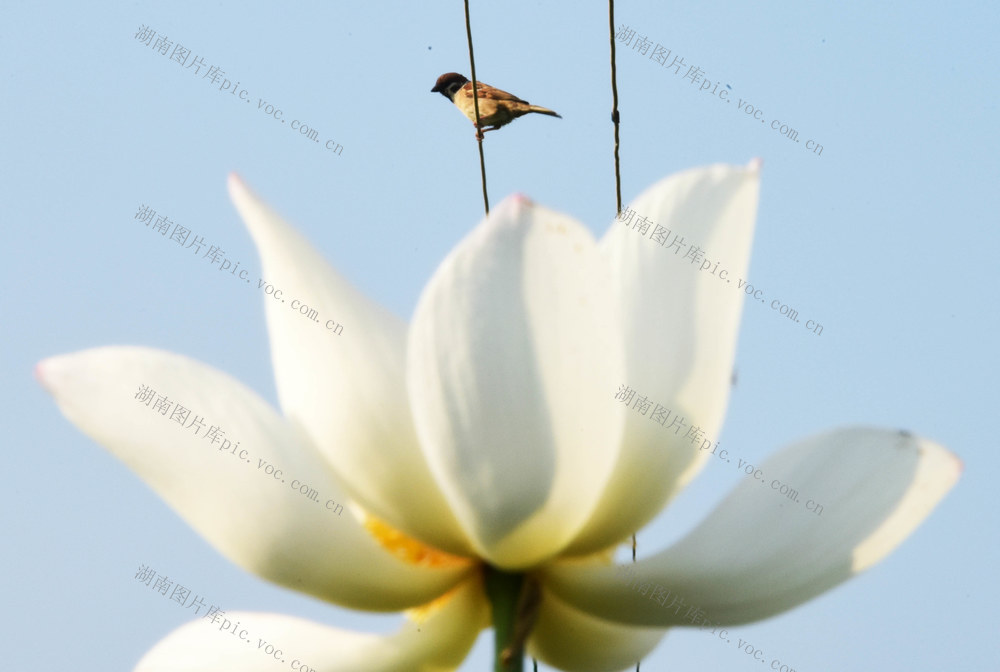 端午  盛夏  湘莲  荷花 