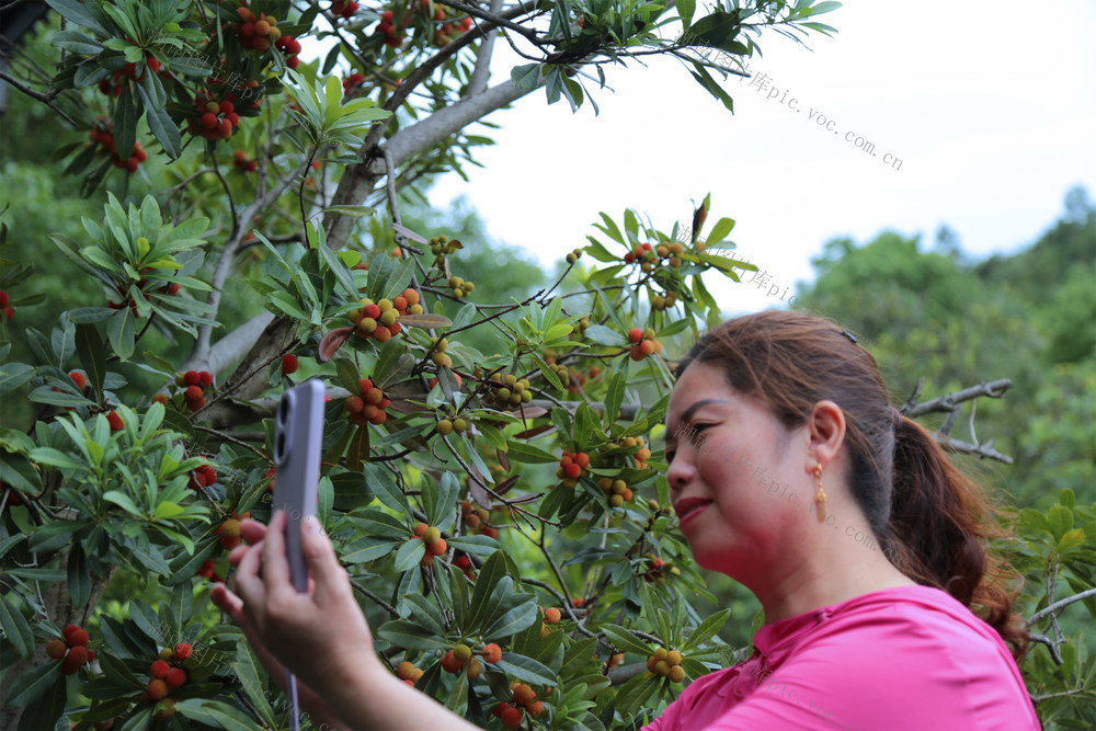 湖南桂东 杨梅 红 游客 
