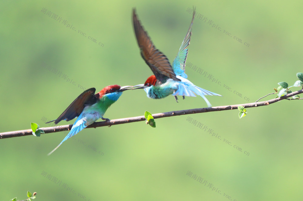 蓝喉蜂虎 生态 自然 最美小鸟