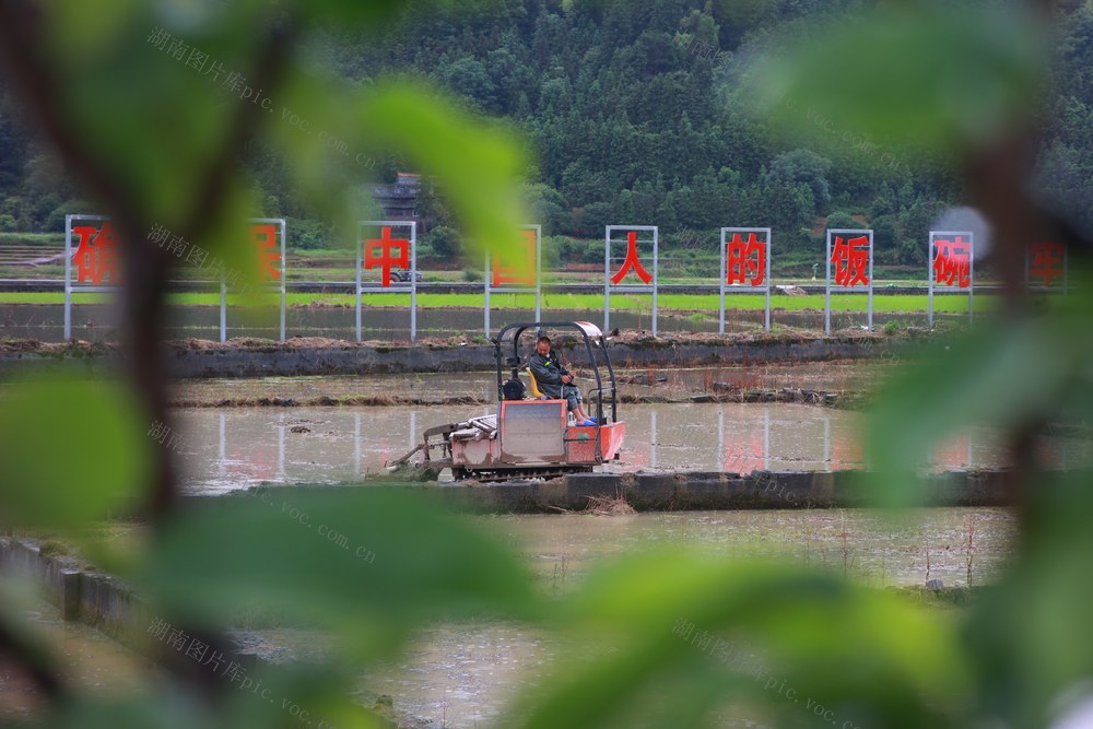 农业、水稻、农忙、生产、种植