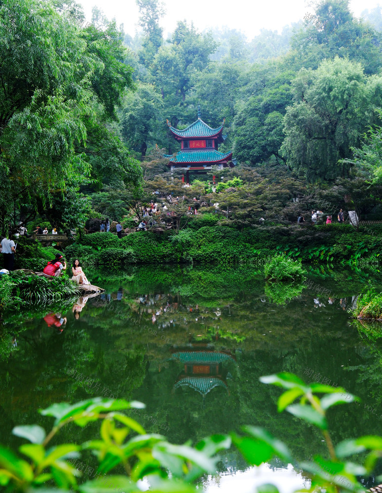 爱晚亭游人如织