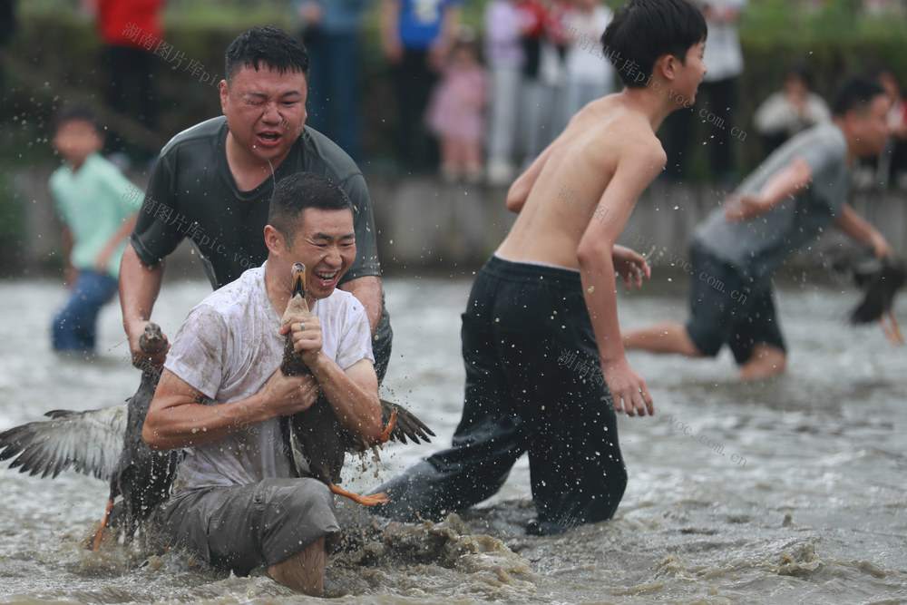 端午假日 侗族 活动 品味 民俗文化 引客来