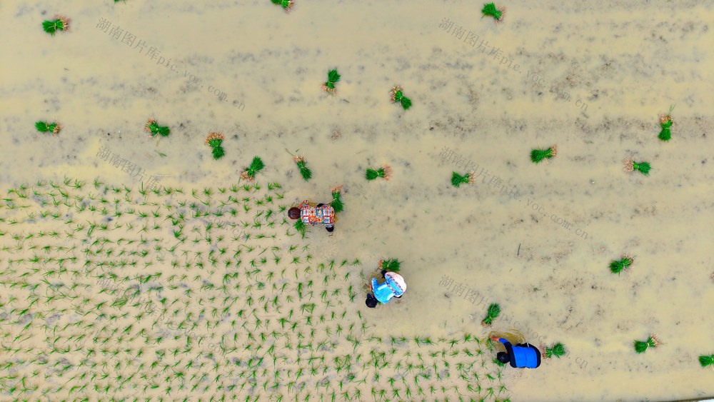中稻  插秧  田间  农户  繁忙