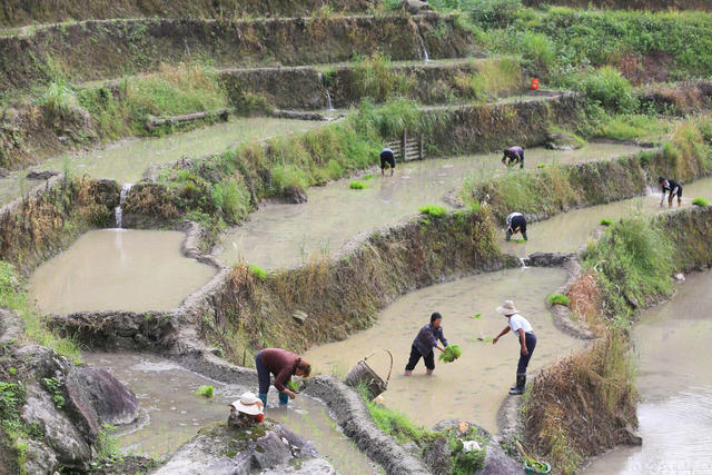 紫鹊界梯田 农忙 芒种 劳动