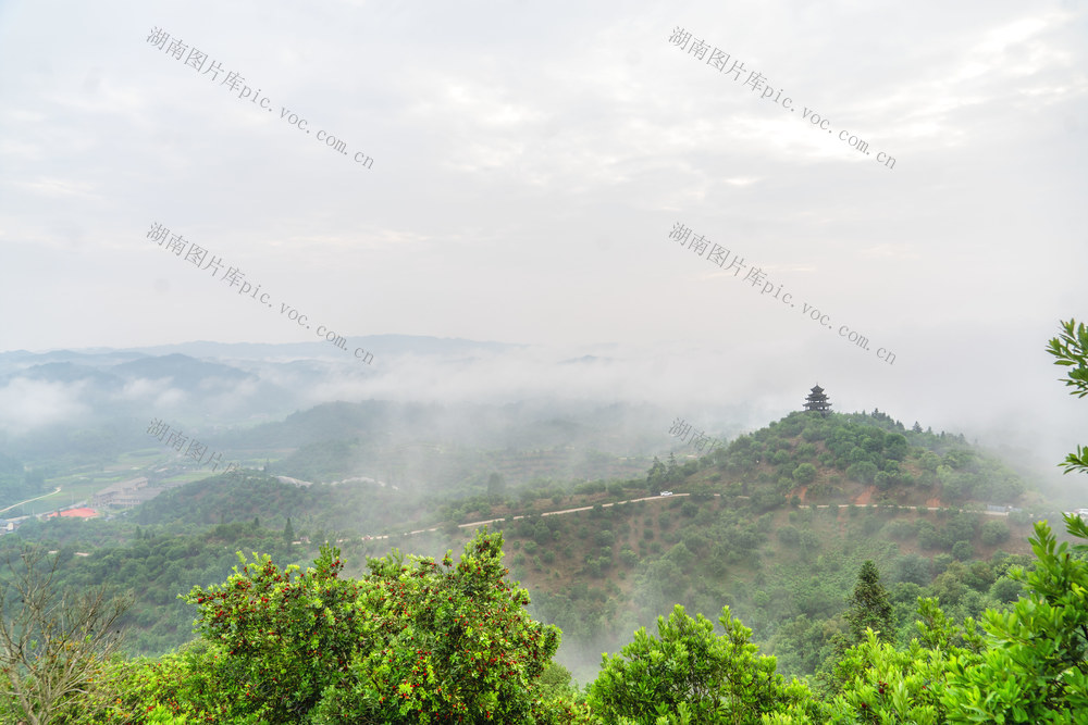 杨梅  夏季  风景  乡村  经济 雾   