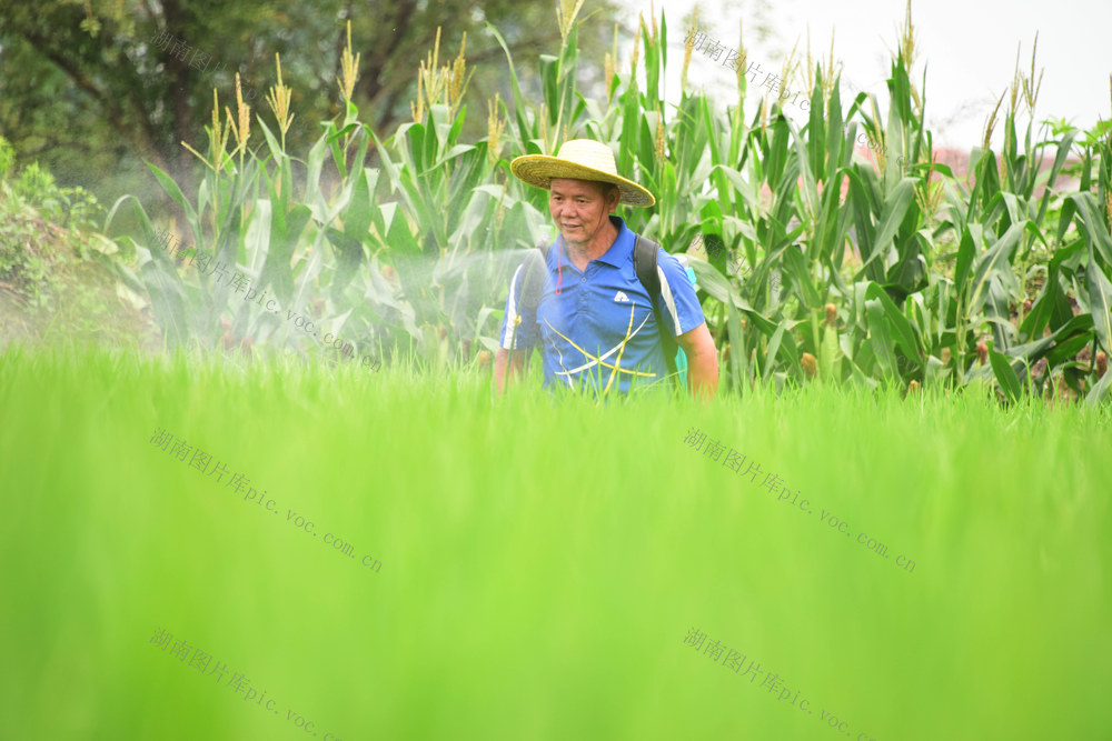 粮食生产  早稻  病虫防治  植保技术