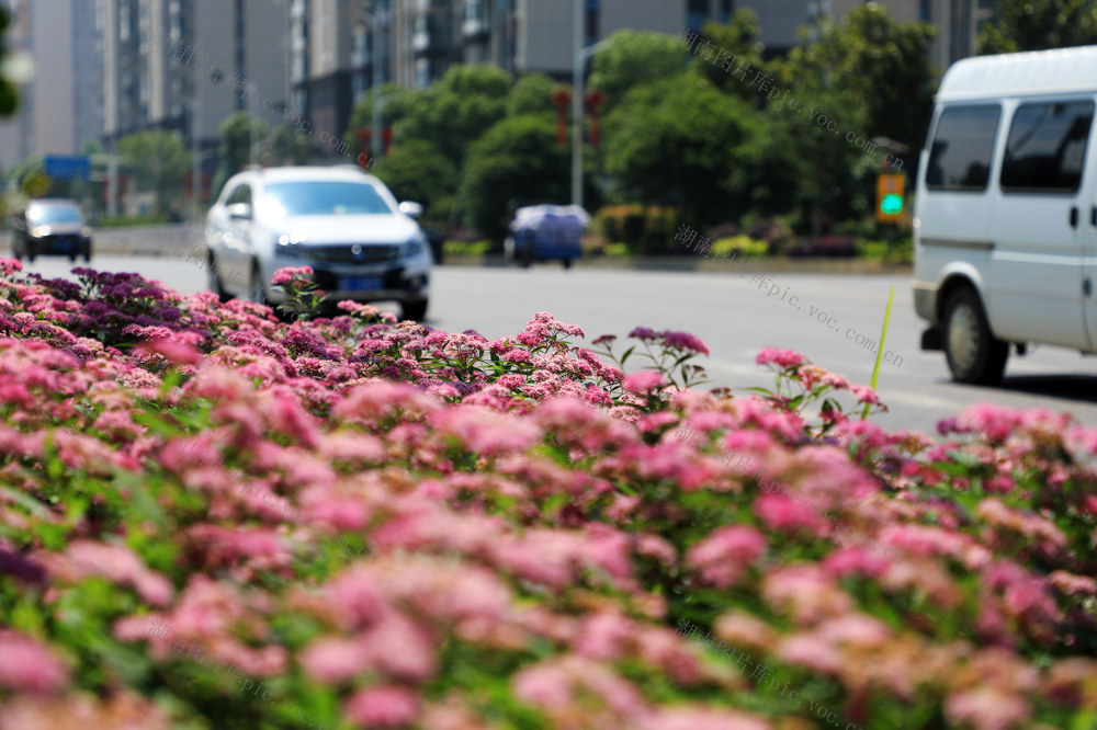 粉花绣线菊  花期  道路  城市  景观