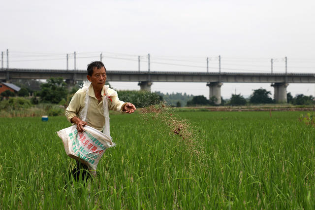 稻田 管护  施肥  增收  早稻