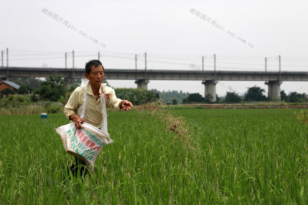 稻田 管护  施肥  增收  早稻