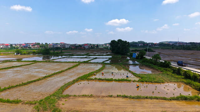 芒种  农事  村民  水稻 插秧