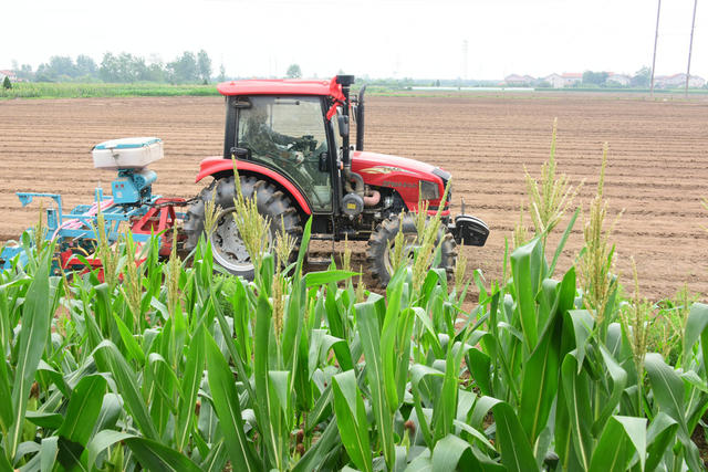 二十四节气  芒种  农事  播种  旱稻