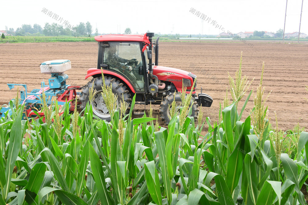 二十四节气  芒种  农事  播种  旱稻