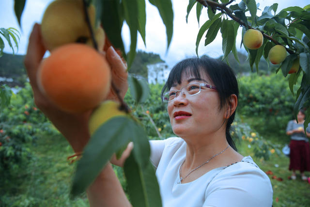 湖南桂东 桃馨 客 特色水果